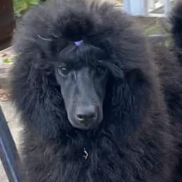 Luna - Poodle