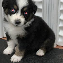 Miniature Australian Shepherd Puppies from River Valley Aussies