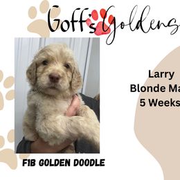 Larry - Cream male Goldendoodle puppy in Falls City, Nebraska from Goff’s Goldens