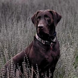 Rogue - Labrador Retriever