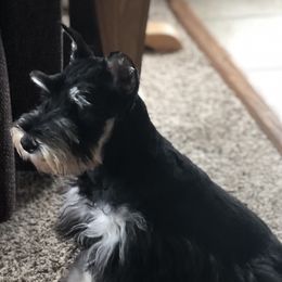 Luka - Miniature Schnauzer