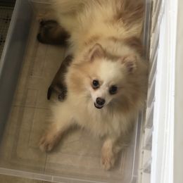 Suzy - Pomeranian