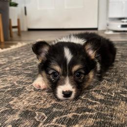 Lily - Black and tan female Pembroke Welsh Corgi puppy in Red Bluff, California from Circle T Livestock & K9 Co.