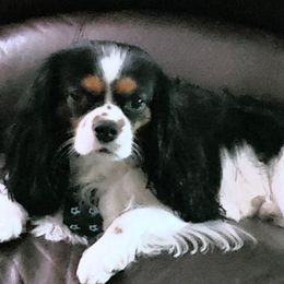 Cavalier King Charles Spaniels from Larry's Cavalier King Charles Spaniels