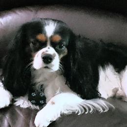 Cavalier King Charles Spaniels from Larry's Cavalier King Charles Spaniels