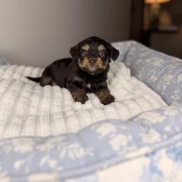 CheezIt - Red tri-color male Aussiedoodle puppy in Sweetwater, Florida from Sandy Snout Doodles