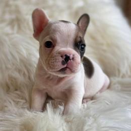 (M4) Crypto - White and brindle male French Bulldog puppy in Springfield, Missouri from #1 Frenchies aka Nokie's Bullies