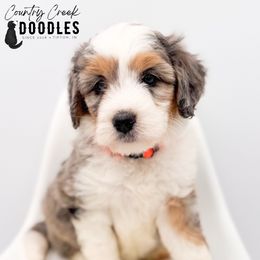 Jill - female Australian Mountain Doodle puppy in Tipton, Indiana from Country Creek Doodles