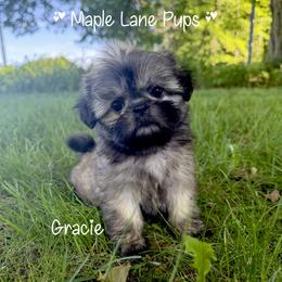 Girl 1 - Silver gold and white female Shih Tzu puppy in Marion, Michigan from Maple Lane Pups