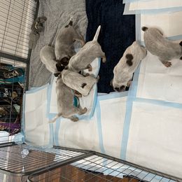 Australian Cattle Dog Puppies from Rising J Cattle Dogs