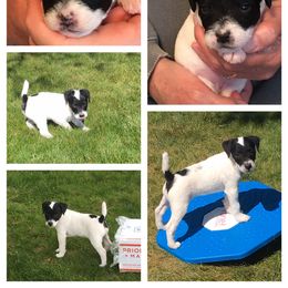 Jack Russell Terrier Puppies from Gem Dandy Jack Russell Terriers