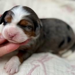 Golden (pink collar) - Blue merle female Bernedoodle puppy in Colorado Springs, Colorado from Mercy Mountain Bernedoodles