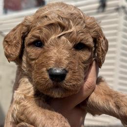 Fire - Red  male Goldendoodle puppy in Philadelphia, Pennsylvania from Jah’s Retrievers