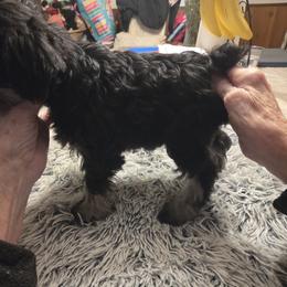 Miniature Schnauzer Puppies from Aljamar and suelen