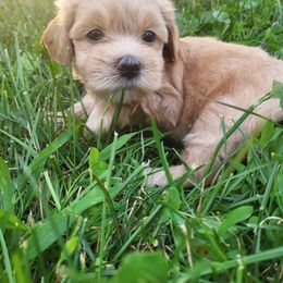 Latte - Cream male Havanese puppy in Salesville, Ohio from RiverLynn