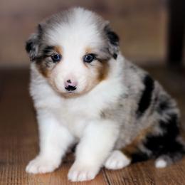 Pecan - Blue merle female Australian Shepherd puppy in Belton, Texas from Brilliant Beautiful Australian Shepherds