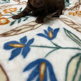 Dunkin - Chocolate and tan male Dachshund puppy in Milroy, Pennsylvania from Not Your Average Weiner