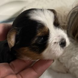 Girl 1 - Black tan and white female Biewer Terrier puppy in Woodside, New York from Allure Biewer Terriers