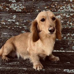 Lady - Dachshund