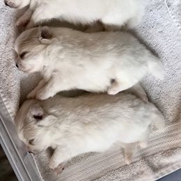 Pomeranian Puppies from Tuft of Poms
