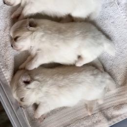 Pomeranian Puppies from Tuft of Poms