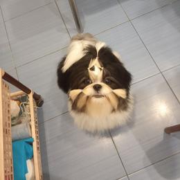 Poodle and Shih Tzu All Grown Up from Ganna Sultan