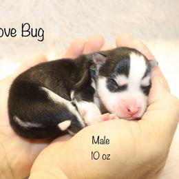Love Bug - Black and white male Pomsky puppy in Denham Springs, Louisiana from Bayouland Pomskies