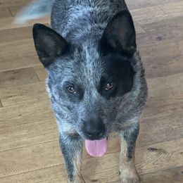 Thelma - Australian Cattle Dog