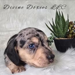 Gizmo - Fawn (isabella) and cream male Dachshund puppy in Kansas City, Missouri from Divine Doxies LLC