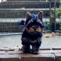 Great Dane and Yorkshire Terrier Puppies from Chuck City Danes & Yorkies