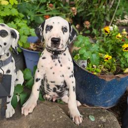 Black collar male - White and black male Dalmatian puppy in Valley, Washington from Loving spots Dalmatians