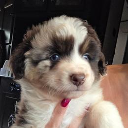 Red Merle boy - Red merle male Miniature American Shepherd puppy in Vivian, Louisiana from Jem Miniature American Shepherds