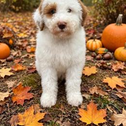 Pippen - Parti male Goldendoodle puppy in from Pink Poodles and Doodles