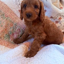 Puppy 8 - Apricot female Irish Doodle puppy in Bloomfield, Iowa from Schooley Doodles