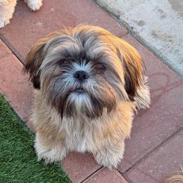 Brandon - Brindle male Shih Tzu puppy in Victorville, California from RUMBLE n TUMBLE