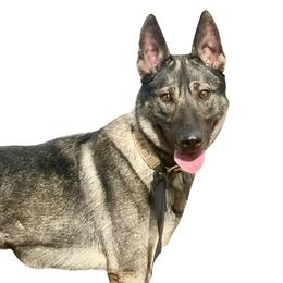 Skaði - German Shepherd