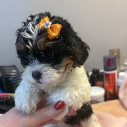 Raven - Tri-color female Yorkipoo puppy in Florence, Kentucky from 4paws4ever by Design