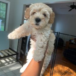 Marigold - Cream female Yorkipoo puppy in Stafford, Virginia from Morris Doodles Virginia