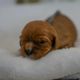 Kira - Ruby female Cavalier King Charles Spaniel puppy in New Holland, Pennsylvania from Mountain Breeze Puppies