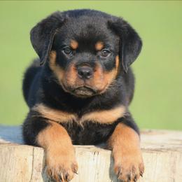 Veno - Black and mahogany male Rottweiler puppy in Uniontown, Alabama from CedarBluff Rottweilers