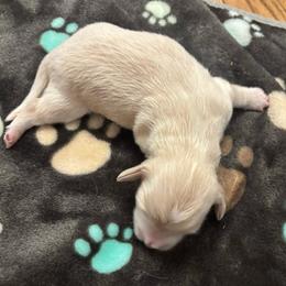 Cash - Piebald male Dachshund puppy in Dobson, North Carolina from Oakleys Dachshund Haven