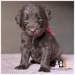 Male pick 3 - F1 Labradoodles - OFA-Genetics-2 Year Warranty. - Chocolate male Labradoodle puppy in Jeddo, Michigan from Apple Creek Doodles