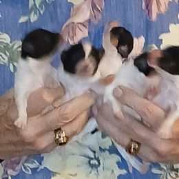 Papillon Puppies from Koh Tang Kennels