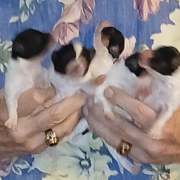 Papillon Puppies from Koh Tang Kennels