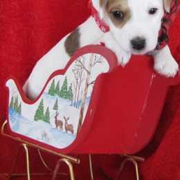 Jack Russell Terrier Puppies from Spritely Jack Russell Terriers