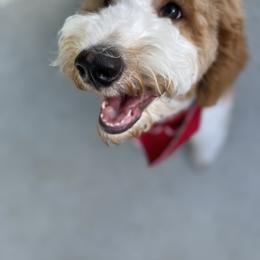 Goldendoodle Puppies from Aloha Sunset Doodles, LLC