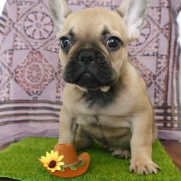 Girl 1 - French Bulldog puppy in San Antonio, Texas from Ramblin’ Frenchies