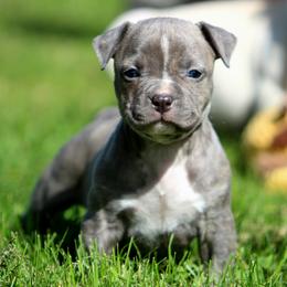 Girl 1 - Blue brindle female American Staffordshire Terrier puppy in Kewaskum, Wisconsin from Heritage AmStaffs