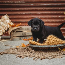 Labrador Retriever Puppies from Prince Labradors