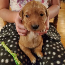Lime - Dark golden female Golden Retriever puppy in Lanesboro, Minnesota from Eagle Ridge Golden Retrievers